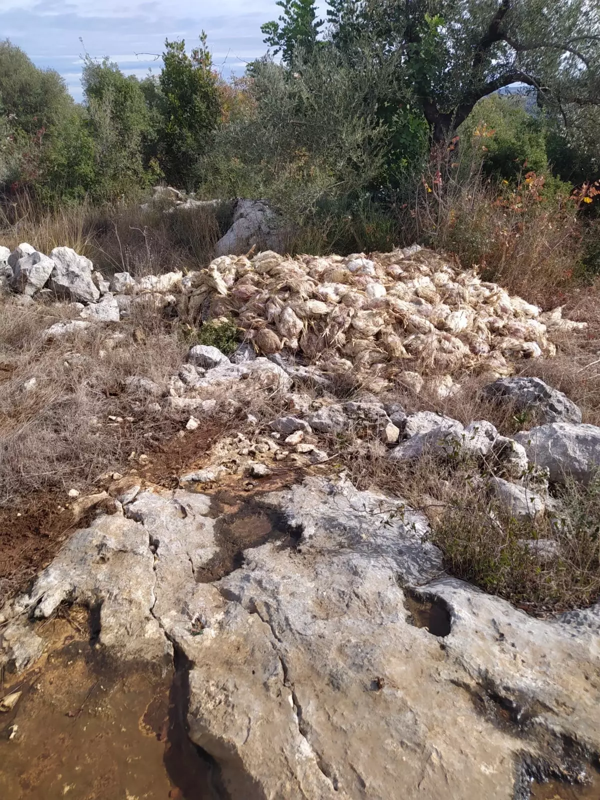 Mersin’de Boş Arazide Yüzlerce Ölü Tavuk Bulundu